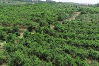 鼎城区石公桥镇：黄桃喜迎丰收