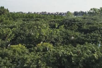 鼎城：湿地好生态 众多鹭鸟栖