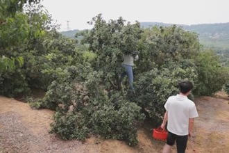 祁金纬：返乡深耕