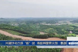 临澧：防火带里种油茶 加