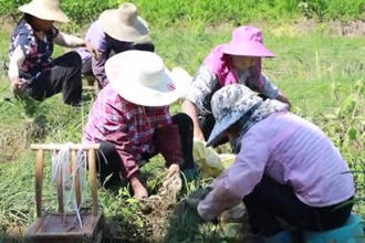 汉寿：产业振兴结硕果 藠头铺就致富路