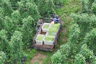 安乡：蔬菜产业拓宽致富路