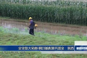 西湖：全面开展清基扫障 确保大堤安全