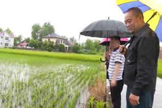 武陵：农技专家守护汛期粮食安全