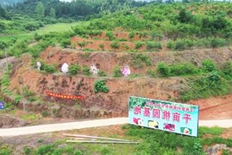 汉寿：桃园飘香迎丰收 农户增收笑开颜