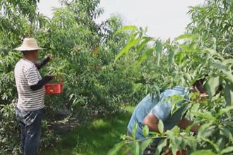 临澧蒋家村：果园飘香 绘好