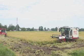 安乡：8000亩高标准农田丰收