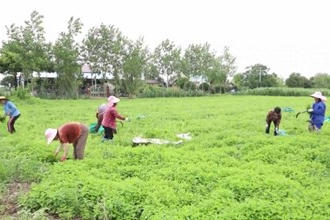 津市毛里湖：薄荷飘香采摘忙 
