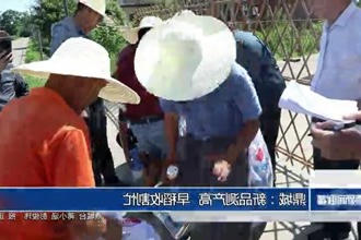 鼎城：新品测产高 早稻收割忙