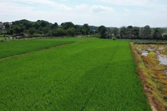 津市：数字技术进田间 农业生产更智慧