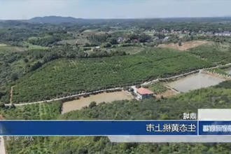 鼎城：生态黄桃上市