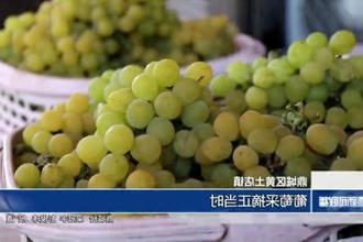 鼎城：葡萄采摘正当时