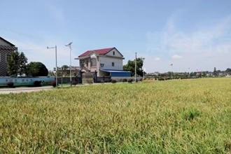 鼎城：绿肥化春泥 夏粮获丰收