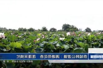 鼎城韩公渡镇：满塘荷花香 莲蓬采摘忙