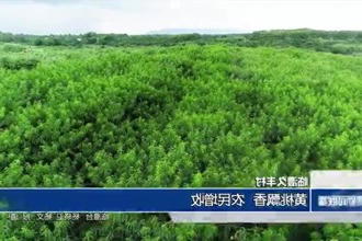 临澧久丰村：黄桃飘香 农民增收
