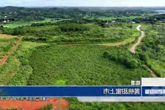 临澧：黄桃甜蜜上市