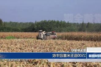 安乡东保村：1500亩玉米喜迎丰收