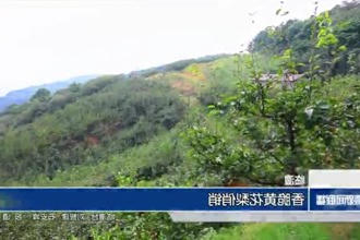 临澧：香脆黄花梨俏销