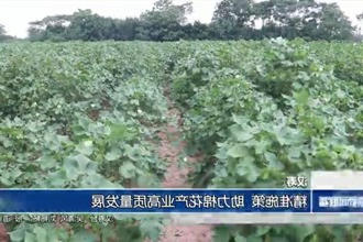 汉寿：精准施策 助力棉花产业高质量发展