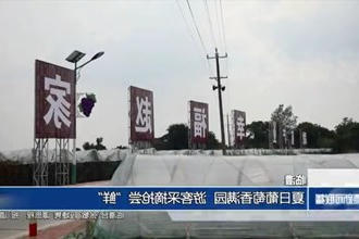 临澧：夏日葡萄香满园 游客采摘抢尝
