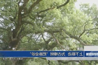 临澧：上下联动 为古樟树