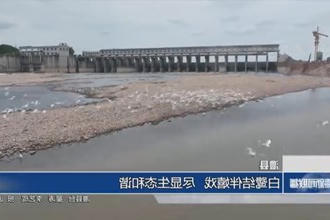 澧县：白鹭结伴觅食嬉戏 尽显生态和谐美
