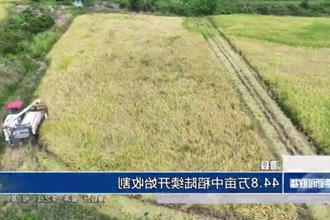 澧县：44.8万亩中稻陆续开始收割