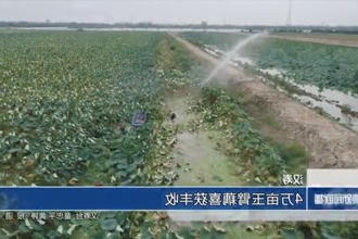 汉寿：4万亩玉臂藕喜获丰收