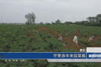 汉寿：蔬菜迎来丰收季节