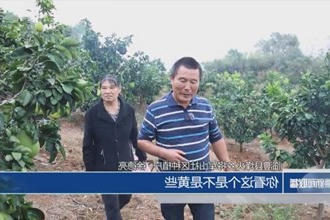 临澧烽火乡：香水柚基地迎来丰收