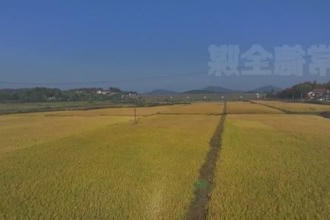津市：10.5万亩晚稻进入收割季 田间响起