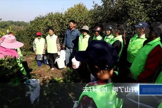 鼎城：水肥一体化助力油茶生产