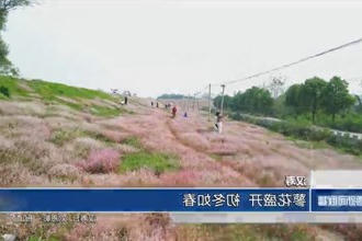 汉寿：蓼花盛开 初冬如春