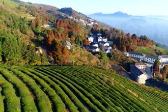 石门：山地轨道运输车助力茶园升级