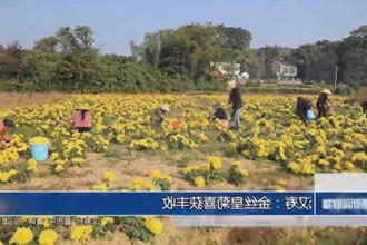 汉寿：金丝皇菊喜获丰收