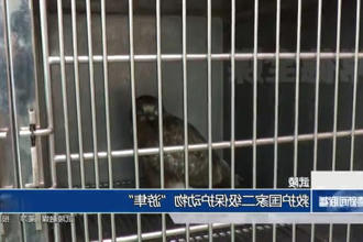 武陵：救护国家二级保护动物