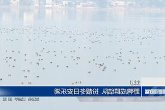汉寿：野鸭成群结队 扮靓冬日安乐湖