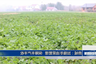 鼎城：加强冬油菜管理 保障丰产丰收