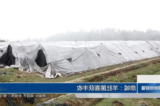 鼎城：羊肚菌喜获丰收