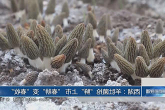 西湖：羊肚菌抢