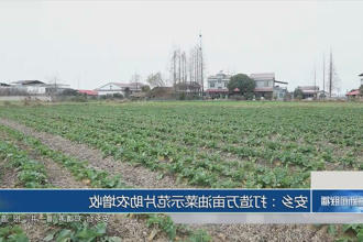 安乡：打造万亩油菜示范片助农增收
