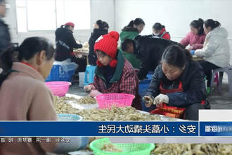 安乡：小藠头撬动大民生