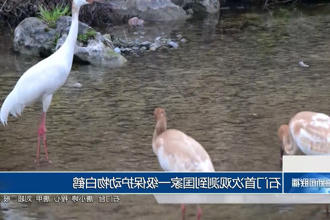 石门首次观测到国家一级保护动物白鹤