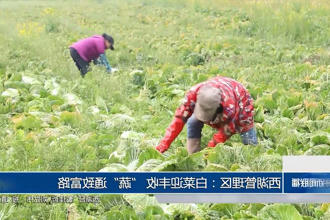 西湖：白菜迎丰收 