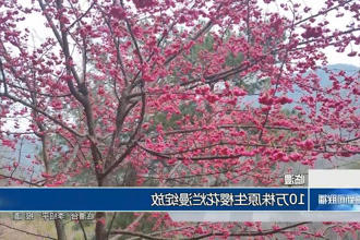 临澧：10万株原生樱花烂漫绽放