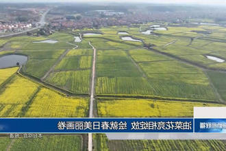 油菜花竞相绽放 绘就春日美丽画卷