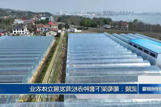 武陵：葡萄架下套种赤松茸发展立体农业