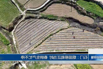 石门：烟苗移栽正当时 春耕生产忙不停