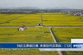 石门：油菜花开迎客来 春日踏青正当时