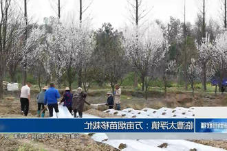 临澧县太浮镇：万亩烟苗移栽忙